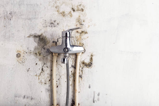 Best Residential Mold Removal  in Winchester, VA