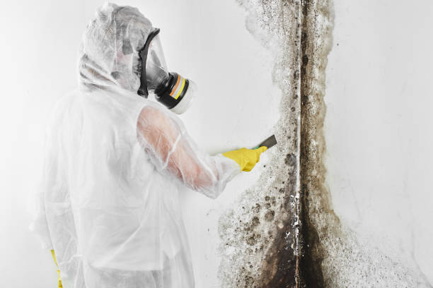 Best Commercial Mold Removal  in Winchester, VA