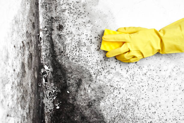 Best Mold Removal Near Me  in Winchester, VA