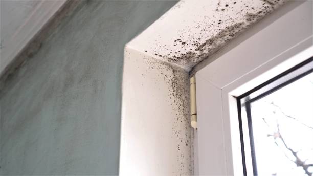 Best Mold Damage Repair  in Winchester, VA