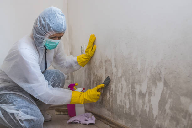 Best Certified Mold Removal  in Winchester, VA