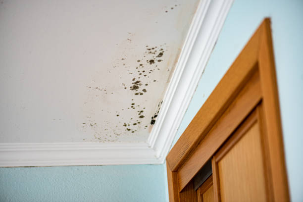 Best Fast Mold Removal  in Winchester, VA