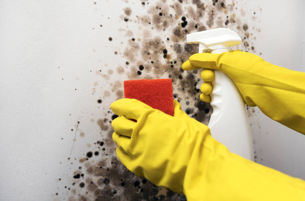 Best Emergency Mold Removal  in Winchester, VA
