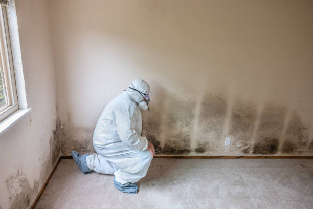 Best Black Mold Removal  in Winchester, VA