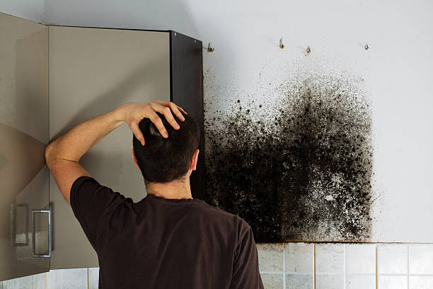 Best Mold Damage Repair  in Winchester, VA