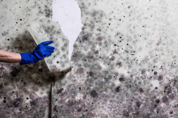 Reliable Winchester, VA Mold Removal Solutions