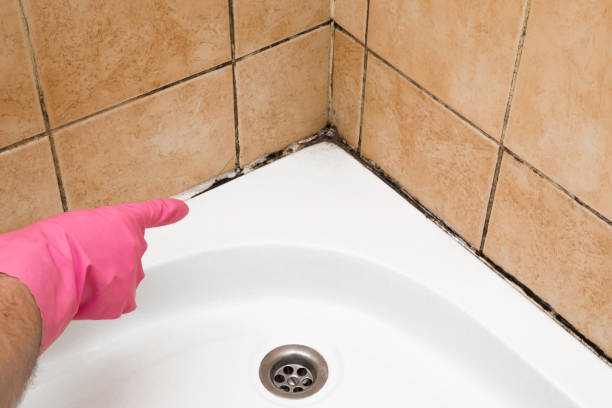 Office Mold Removal Services in Winchester, VA
