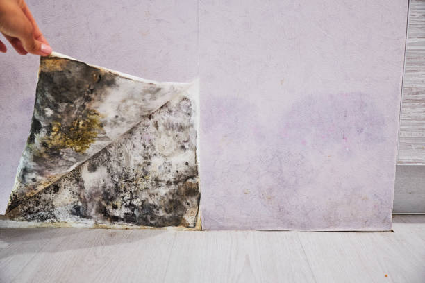 Best Office Mold Removal Services  in Winchester, VA